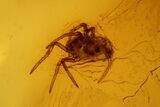 Fossil Fly (Diptera) and a Spider (Araneae) In Baltic Amber #139068-1